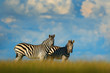 Zebra with blue storm sky. Burchell's zebra, Equus quagga burchellii, Nxai Pan National Park, Botswana, Africa. Wild animal on the green meadow. Wildlife nature, African safari.
