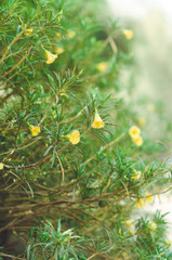 yellow flowers and green tree