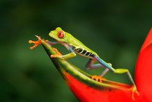 Beautiful Frog Walking On Red Flower, Nature Habitat. Action Wildlife Scene From Costa Rica Nature. Red-eyed Tree Frog, Agalychnis Callidryas, Animal With Big Red Eyes