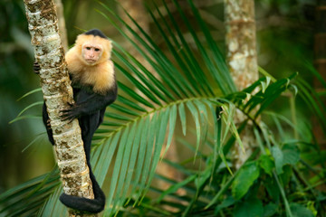 white-headed capuchin, black monkey sitting on palm tree branch in the dark tropical forest. wildlif