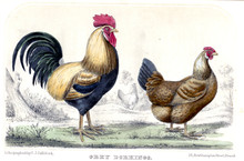 Illustration Of Chicken And Rooster