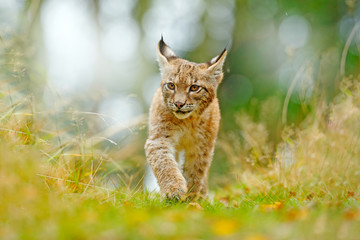 Wall Mural - young lynx in green forest. wildlife scene from nature. walking eurasian lynx, animal behaviour in h