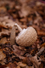 Broken Puffball Mushroom In The Forest