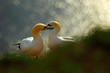Life on cliff. Portrait of pair of Northern Gannet, Sula bassana, evening orange light in the background. Two birds love in sunset, animal love behaviour.