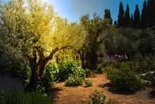 Olive Trees In Gethsemane Garden, Jerusalem