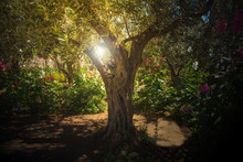 Olive Trees In Gethsemane Garden, Jerusalem