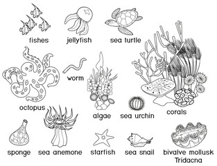 Wall Mural - Coloring page. Different underwater marine animals with titles