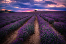 Amazing Blooming Beautiful Lavender Field On A Sunset Near Pazardzhik Town In Plovdiv Area, Bulgaria.