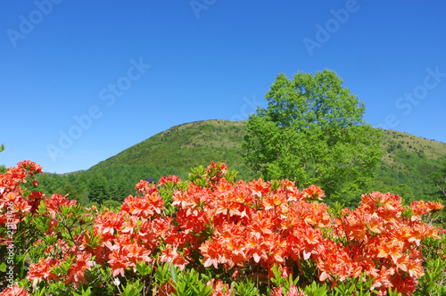 湯の丸高原のレンゲツツジ Adobe Stock でこのストック画像を購入して 類似の画像をさらに検索 Adobe Stock 湯の丸高原のレンゲツツジ Adobe Stock でこのストック画像を購入して 類似の画像をさらに検索 Adobe Stock