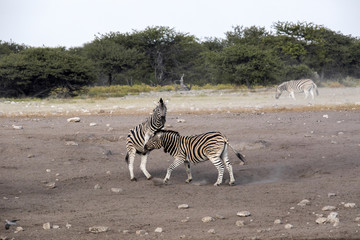 Fight of two stallions Damara zebra, Equus burchelli antiquorum, Etosha National Park, Namibia