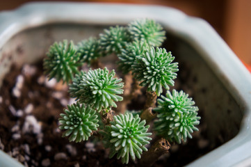 sedum multiceps