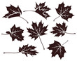 Set of decorative autumn maple leaves. Vector leaf silhouette isolated on white