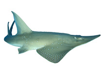 Giant Guitarfish (Shovelnose Ray) Shark Ray Isolated On White Background   