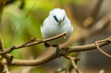 Bali Myna Bird