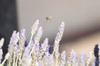 abeja volando macro