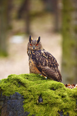 Poster - The Eurasian eagle-owl (Bubo bubo) , portrait in the forest. Eagle-owl sitting in a forest on a rock.