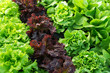 lettuce green fresh plant
