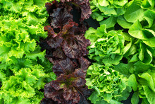 Lettuce Green Fresh Plant Harvest Salad