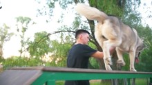 Dog Breed Husky Running On Overpass On Playground Outdoors