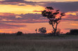 Botswana landscape view of trees and sky ready to rain at Kalahari desert, southern Africa.