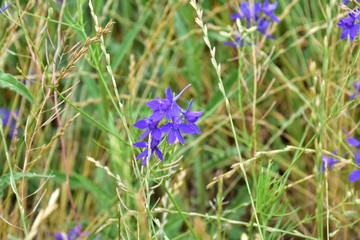 green grass and blue flowers