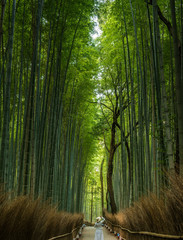 Woman at the Bamboo forest, Japan