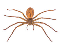 Top View Spider Isolated On Background