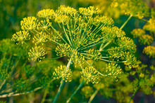 Yellow Dill Plant And Flower As Agricultural Background Sunset. Fresh Green Fennel