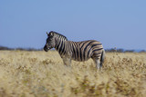 Fototapeta  - Zebra in dry grass - Namibia, Southern Africa