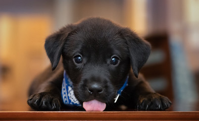 happy puppy on desk