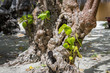 Knorriger Baumstamm mit grünen Blättern an weißem Sandstrand