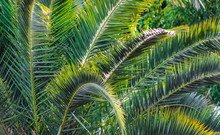 A Palm Tree With Large Drooping Branches, Texture