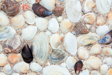 Collection of different shapes, colours and sizes of empty shells on the sandy beach as background