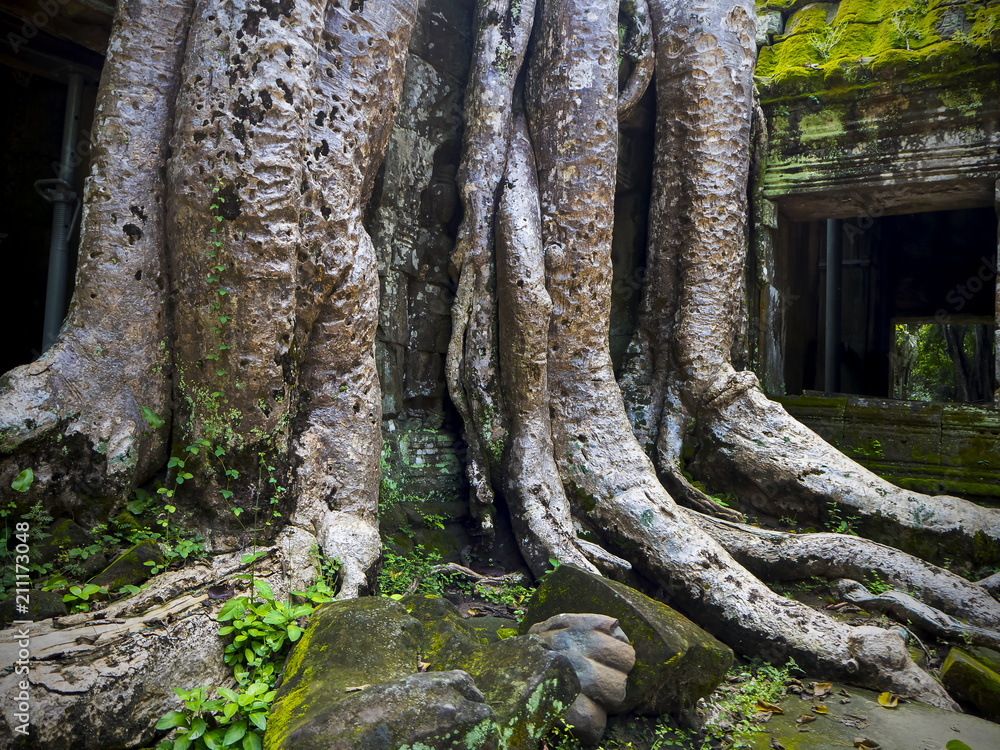 Tree Roots Covering Column Giant tree roots covering Ta Prom temple, Siem Reap, Cambodia, landmark ...