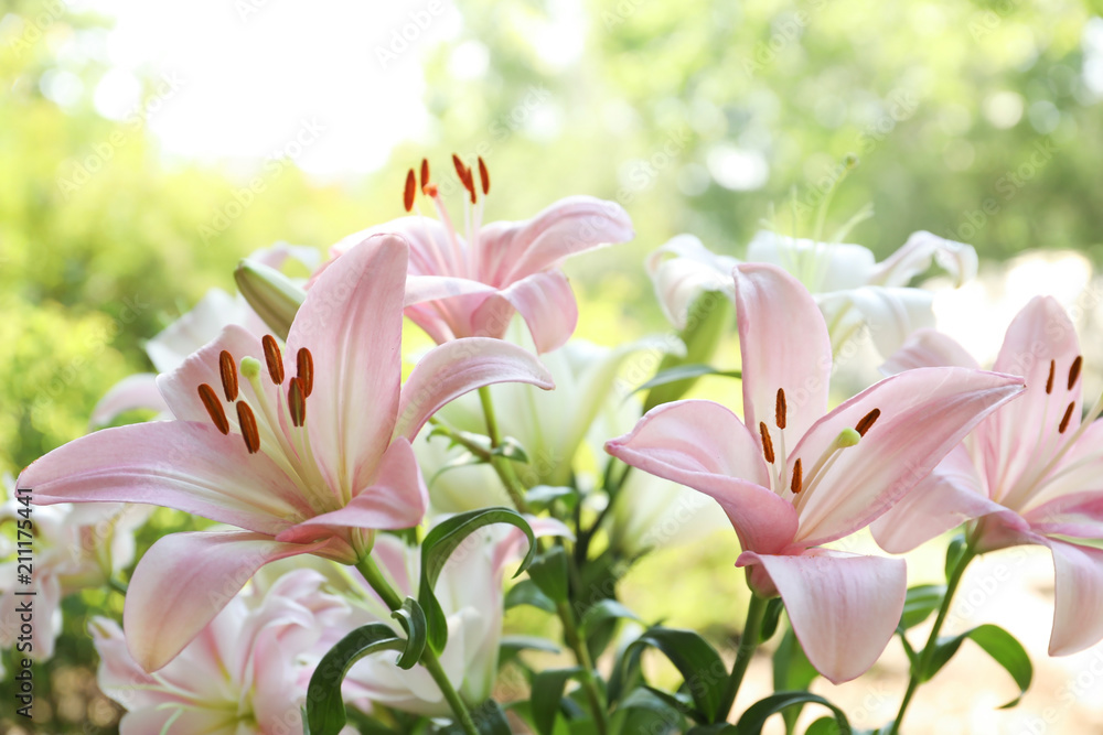 Beautiful blooming lily flowers in garden, closeup - obrazy, fototapety, plakaty 