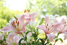 Beautiful Blooming Lily Flowers In Garden, Closeup