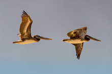 Two Brown Pelicans Flying, Their Bellies Illuminated By Sunset Light.