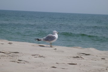 Seagull 