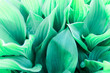 © ReaLiia - A background of green emerald hosta leaves closeup