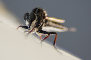 robber fly close up