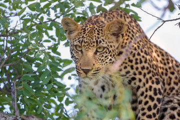 Wall Mural - Female Leopard Hunting, African Wildlife