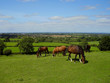 A group of horses graze the sweet green grass at Old Sodbury