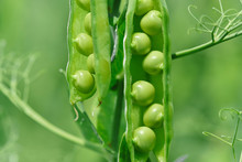 Beautiful Close Up Of Green Fresh Peas And Pea Pods. Healthy Food. Selective Focus On Fresh Bright Green Pea Pods On A Pea Plants In A Garden. Growing Peas Outdoors And Blurred Background.