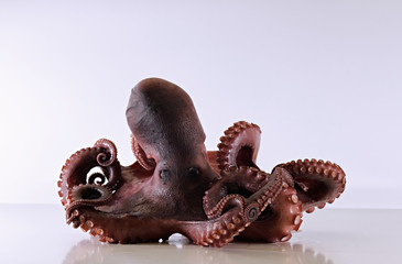 Octopus Seafood Tentacle 