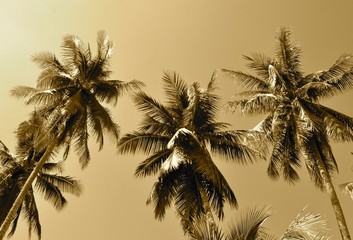 Tropical palm trees in sepia tones