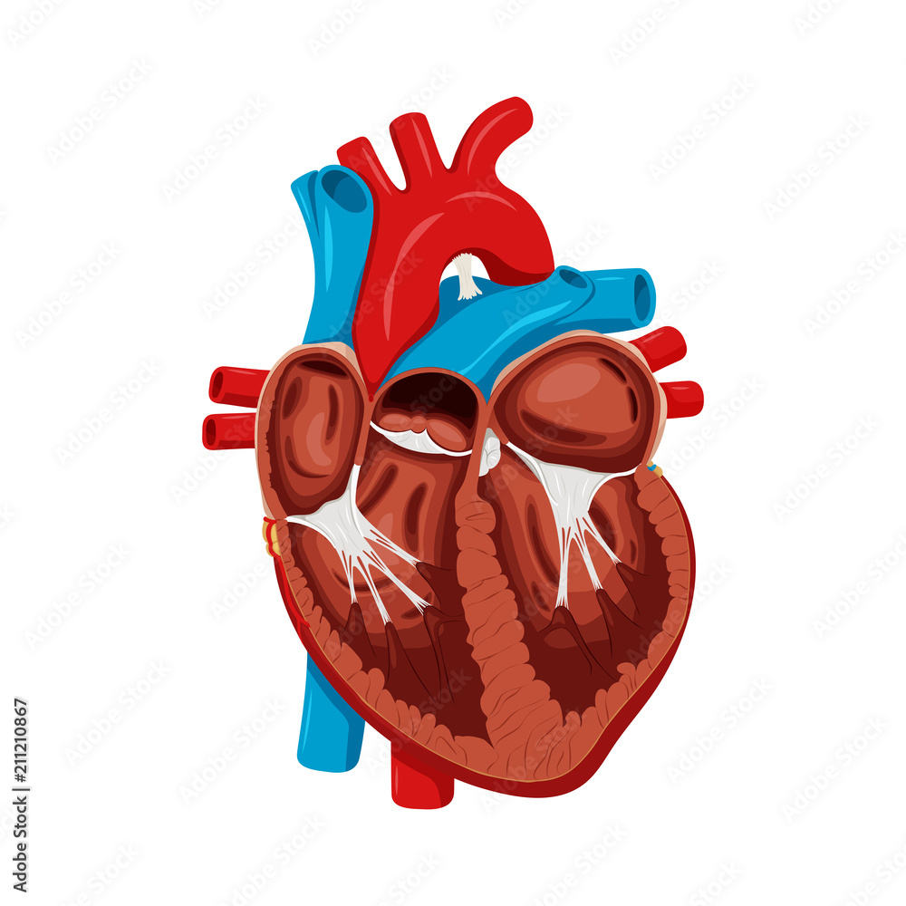 Anatomy of the Heart. Medical science vector illustration. Education  illustration Stock Vector | Adobe Stock, image size:1000x1000