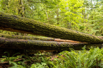 long and huge tree trunks laying on the ground in the forest covered with green mosses