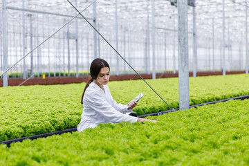 Wall Mural - Female researcher holds a tablet studying plants in the greeenhouse