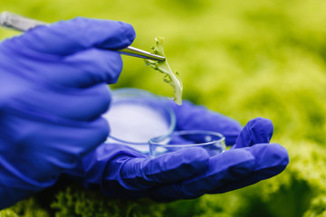 Wall Mural - Researcher takes a probe of green plant and puts it in a Petri dish