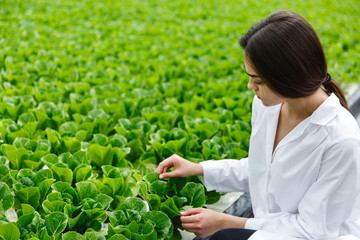 Wall Mural - Woman in white laboratory robe examines salad and cabbage in a greenhouse using a tablet